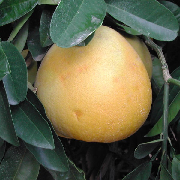 Thong Dee US 145 Pummelo Budwood citrus plant material online shopping