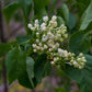 Common White Heirloom Lilac lilac plant online shopping