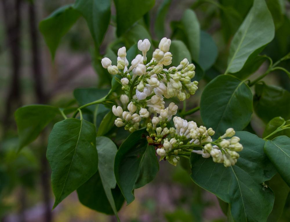 Common White Heirloom Lilac lilac plant online shopping