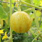 Lemon Cucumber