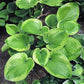 Miss Mykah Hosta Plants online shopping