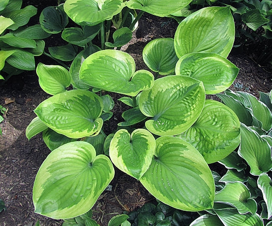 Miss Mykah Hosta Plants online shopping