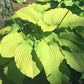 Combined Elegance Hosta Plants online shopping