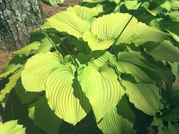 Combined Elegance Hosta Plants online shopping