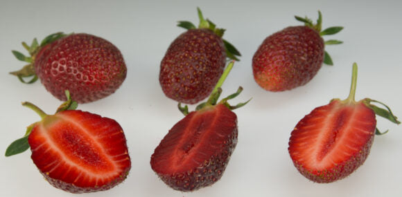 Rutgers D’Light June Bearing Strawberry