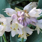 October Sky Hosta Plants online shopping