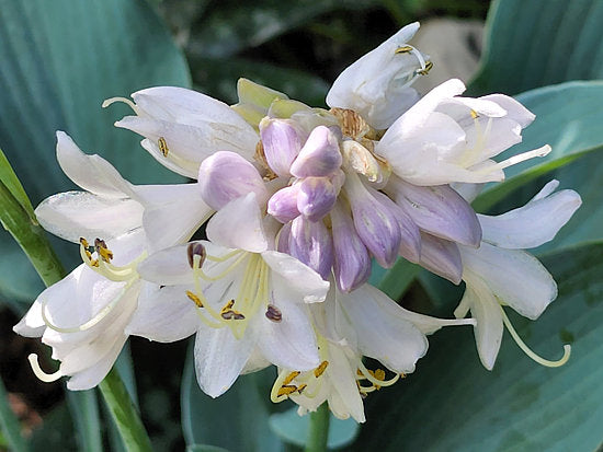 October Sky Hosta Plants online shopping