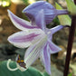 Sorbet Hosta Plants online shopping