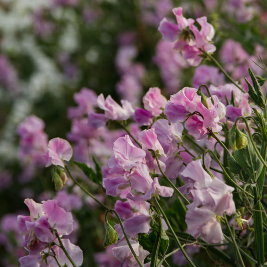 Misty Sweet Pea seeds online shopping