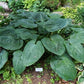 Millennium Hosta Plants online shopping