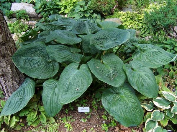 Millennium Hosta Plants online shopping