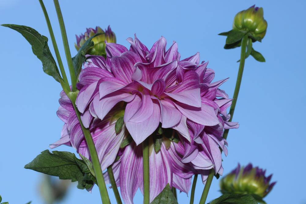 Oregon Reign Dahlia