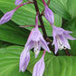 First Blush Hosta Plants online shopping