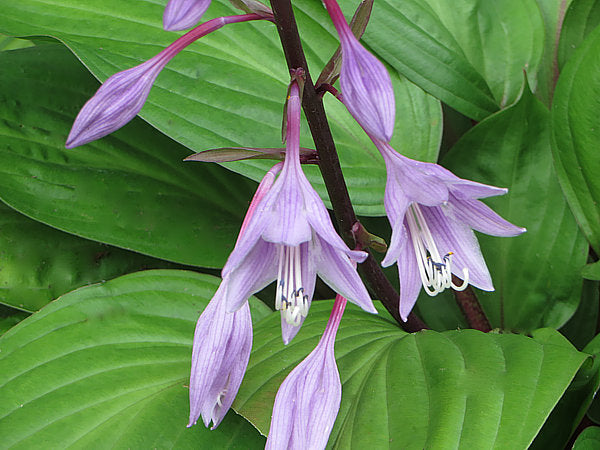 First Blush Hosta Plants online shopping