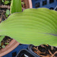 Number Nine Hosta Plants online shopping