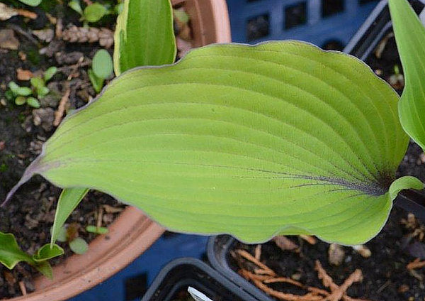 Number Nine Hosta Plants online shopping