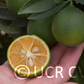 Excalibur Red Lime Hybrid Budwood citrus plant material online shopping
