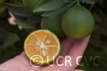 Excalibur Red Lime Hybrid Budwood citrus plant material online shopping