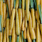 Yellowstone Carrot