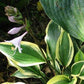 Lakeside Spruce Goose Hosta Plants online shopping