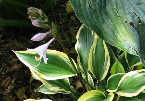 Lakeside Spruce Goose Hosta Plants online shopping