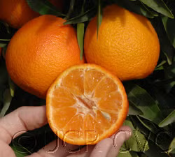 Fina Clementine Budwood citrus plant material online shopping