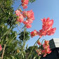 Marjorie Carrier Sweet Pea seeds online shopping