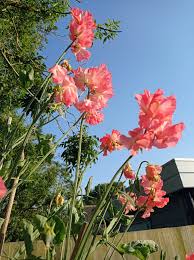 Marjorie Carrier Sweet Pea seeds online shopping
