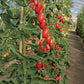 Marzito F1 Tomato