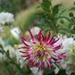 Tanjoh Dahlia