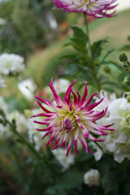 Tanjoh Dahlia