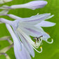 Talcott Ravine Hosta Plants online shopping