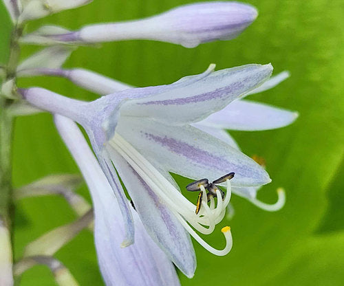 Talcott Ravine Hosta Plants online shopping