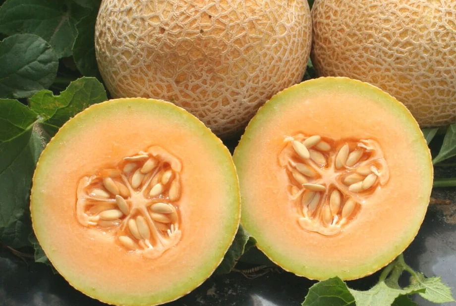 Tasty Bites F1 Melon