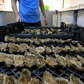 LILY Oyster Seed VA aquaculture online shopping