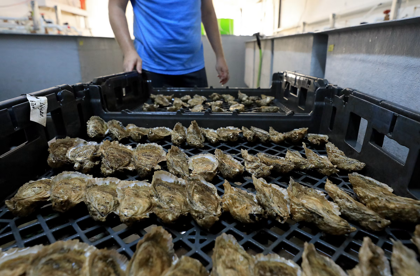 LILY Oyster Seed VA aquaculture online shopping