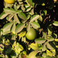 Carrizo Citrange Seed citrus plant material online shopping