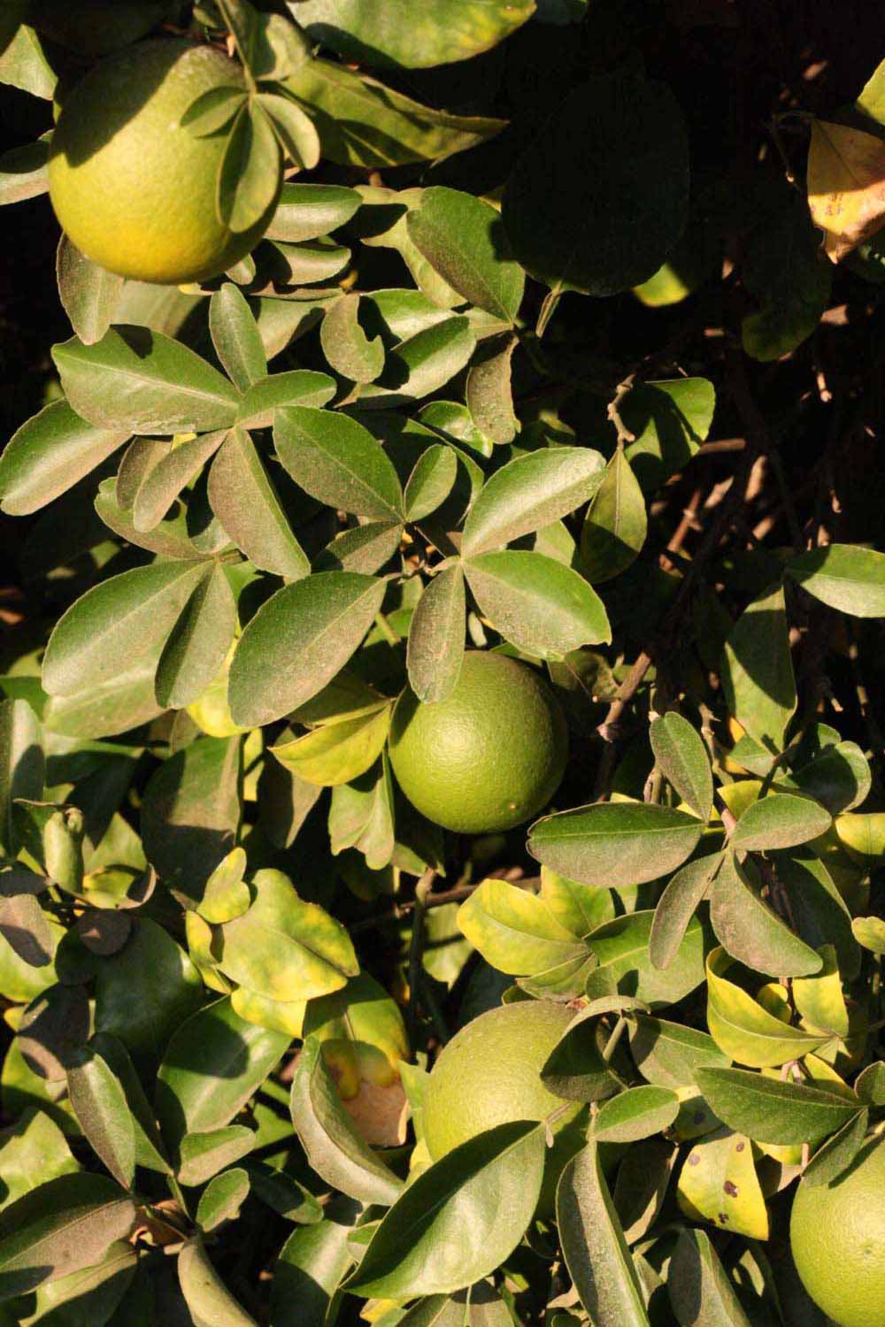 Carrizo Citrange Seed citrus plant material online shopping