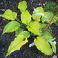 Soul Shine Hosta Plants online shopping