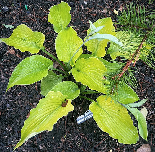 Soul Shine Hosta Plants online shopping