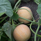 San Juan F1 Melon