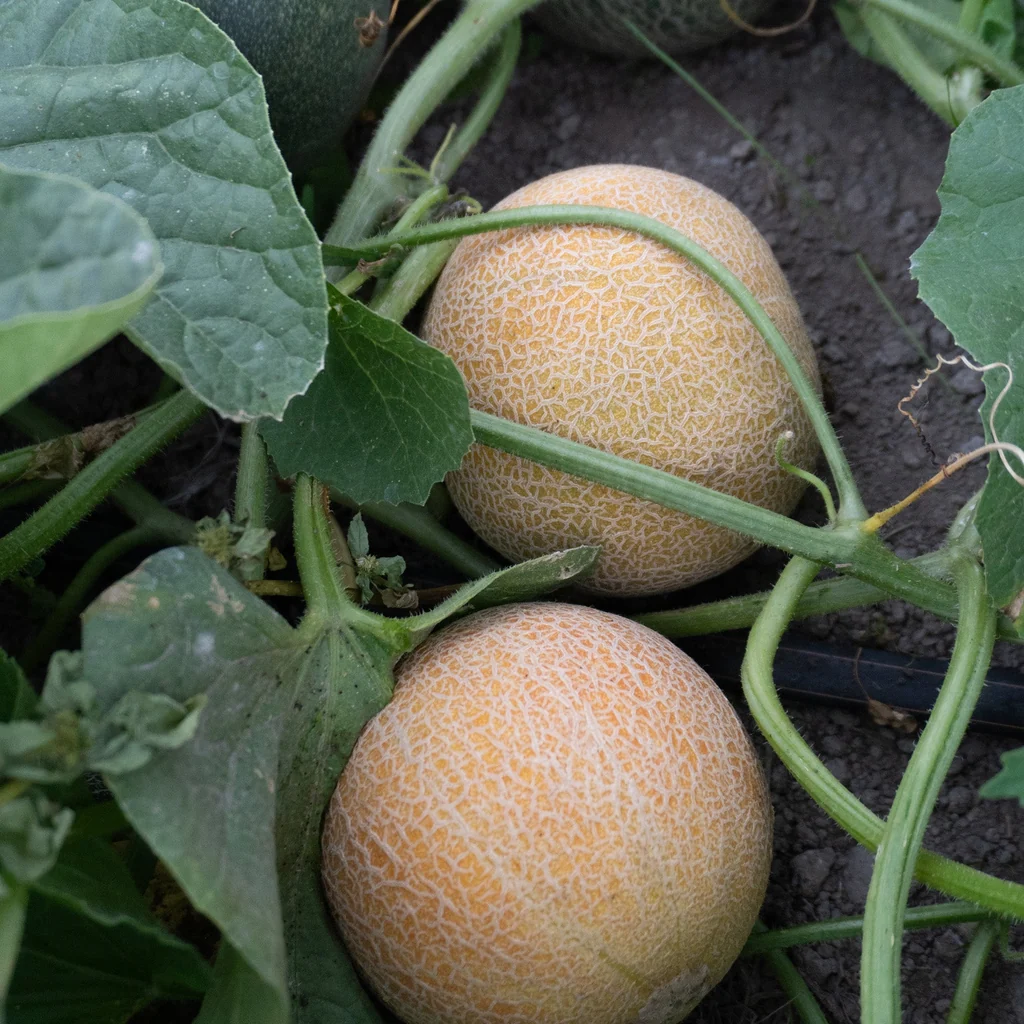 San Juan F1 Melon