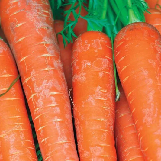 Bolero F1 Carrot Seeds online shopping
