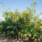 Cuban Shaddock Pummelo Budwood citrus plant material online shopping