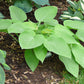 Miki Hosta Plants online shopping
