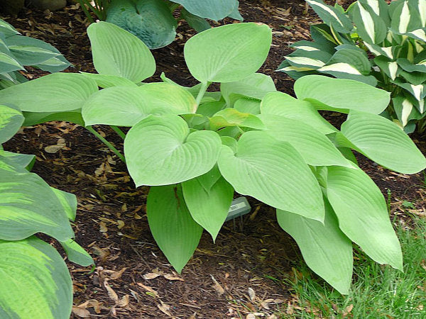 Miki Hosta Plants online shopping