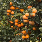 Tango Mandarin Plant citrus plant material online shopping