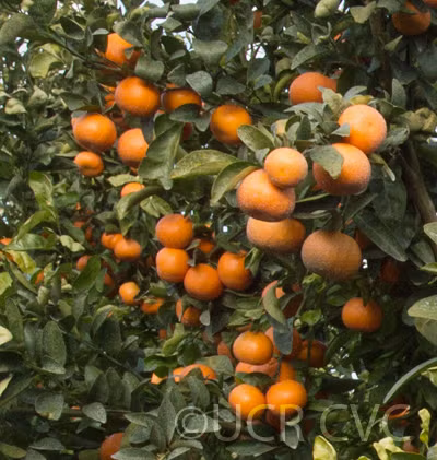 Tango Mandarin Plant citrus plant material online shopping