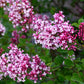 Tinkerbelle® Lilac Standard lilac plant online shopping
