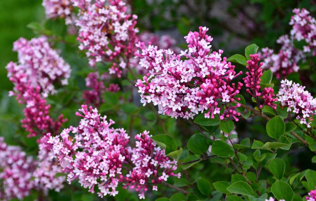 Tinkerbelle® Lilac Standard lilac plant online shopping
